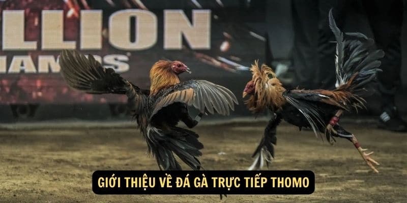 Đá gà thomo 